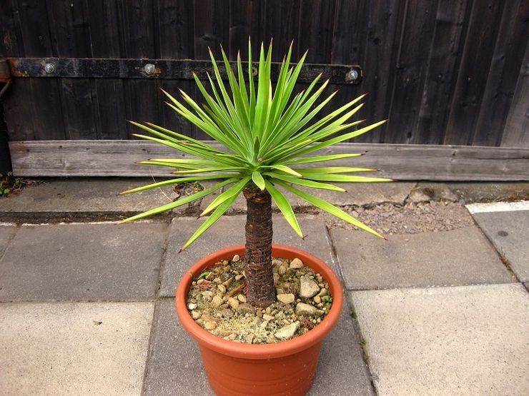 Yucca daun lidah buaya