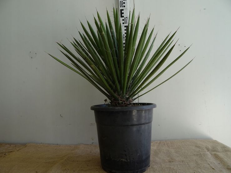 Yucca södra