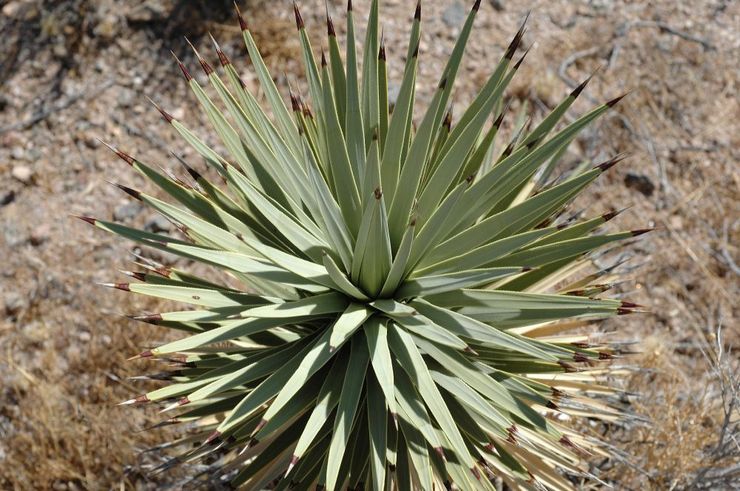 Kortbladig yucca