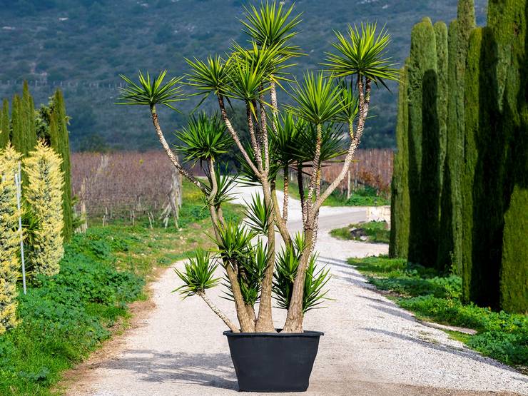 Gajah Yucca