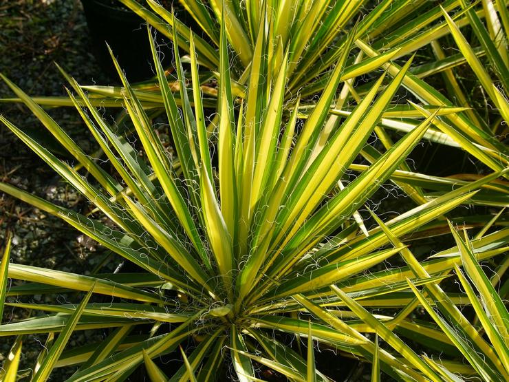 Yucca filamen