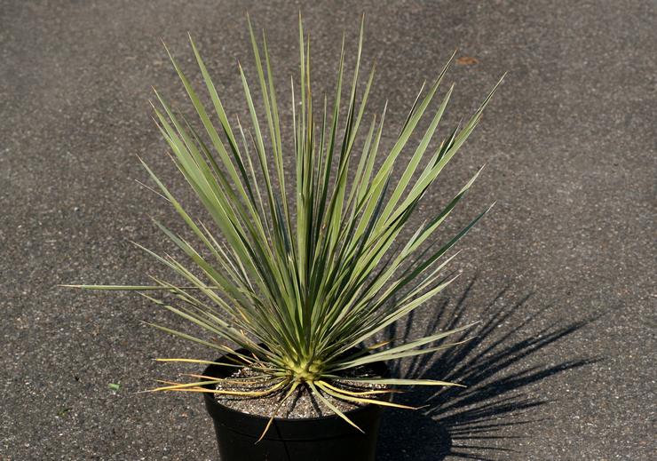 Yucca kelabu