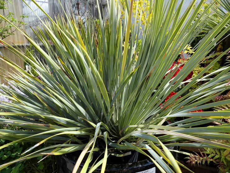 Yucca berseri