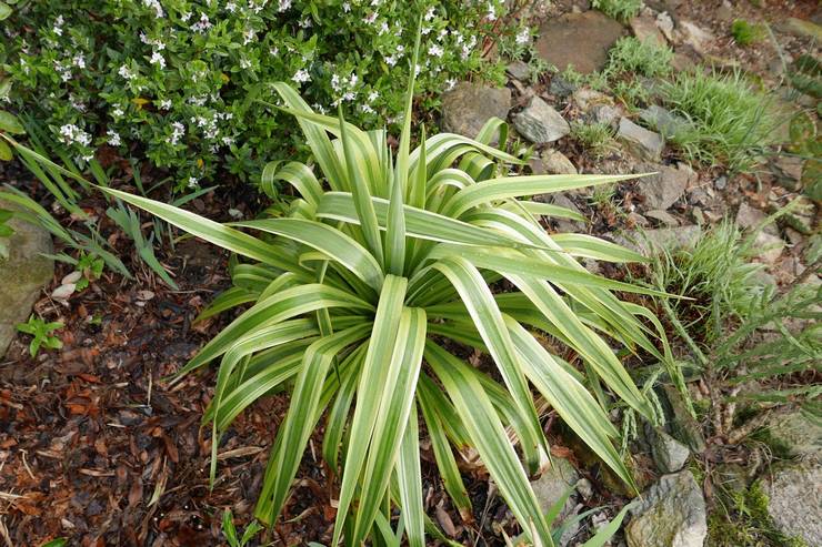 Yucca dilipat