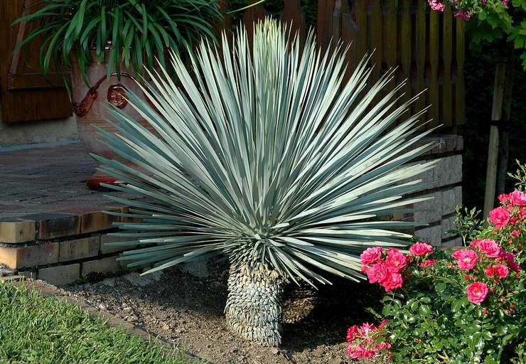 Paruh Yucca