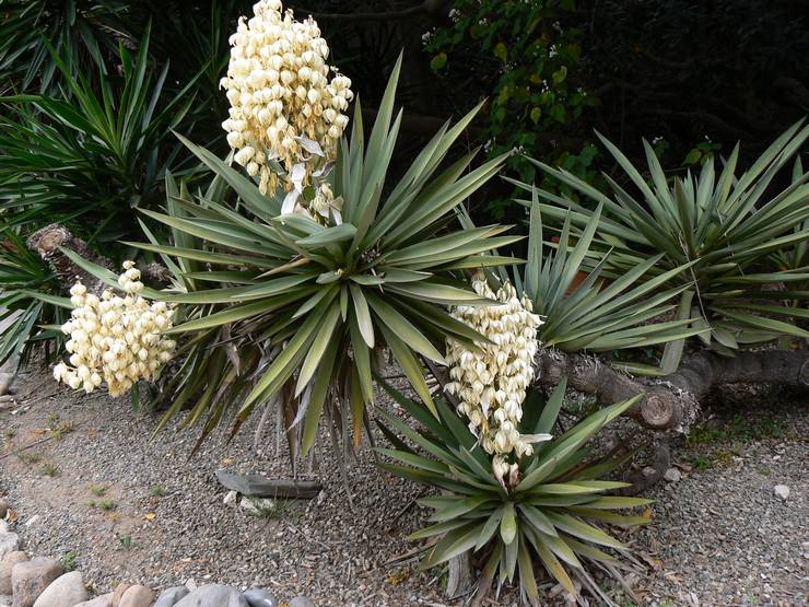 Yucca Trekula