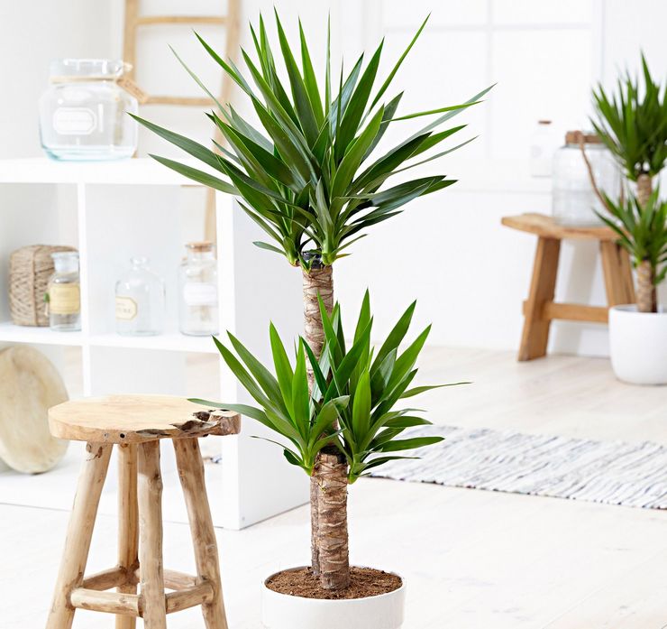 Yucca vård hemma