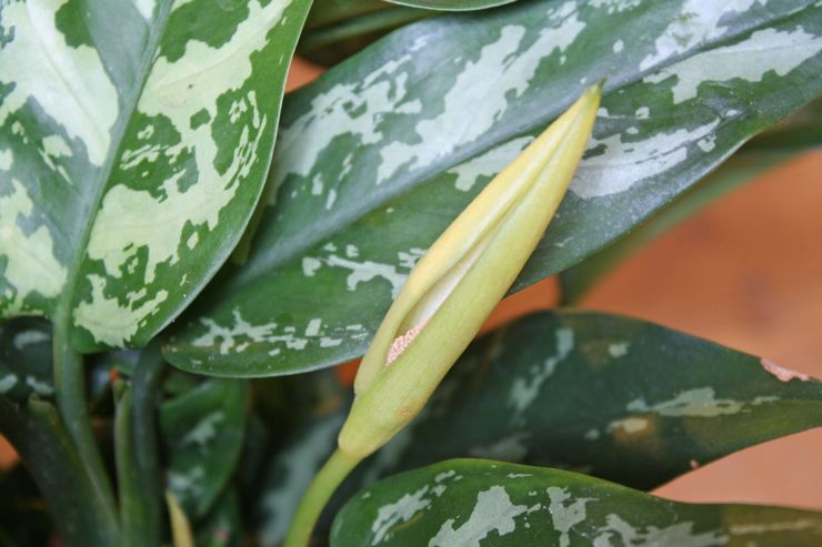 Aglaonema kan bytas ut