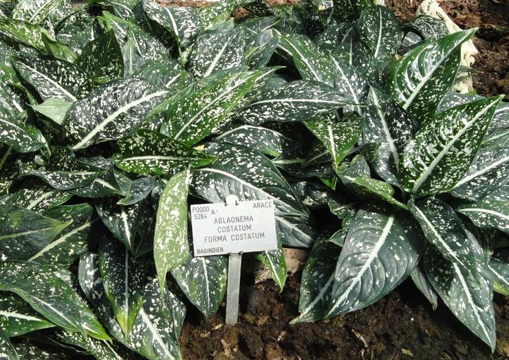 Aglaonema bergaris