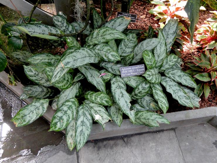 Aglaonema berdaun panjang