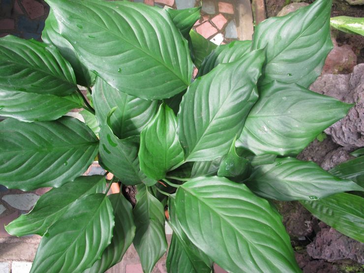 Aglaonema blygsam