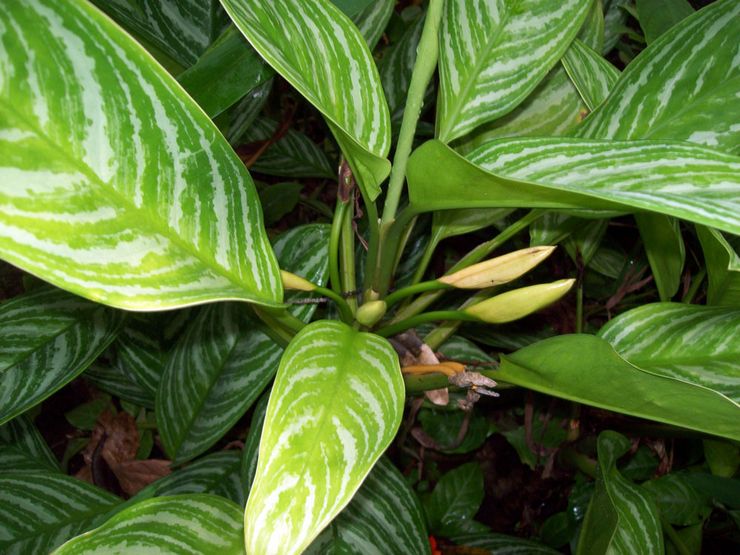 Aglaonema cemerlang