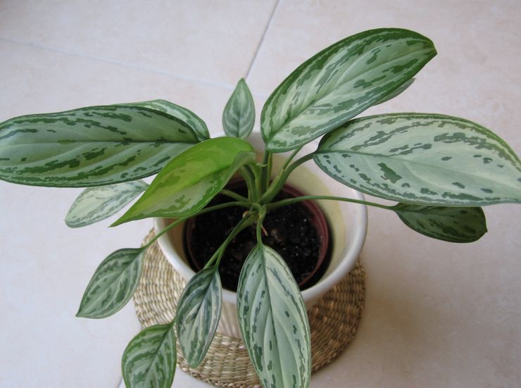 Tanah aglaonema