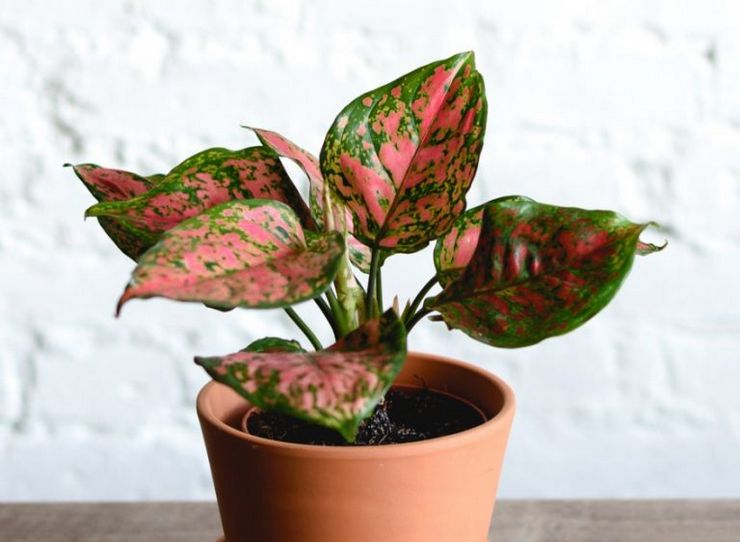 Kaedah pembiakan aglaonema