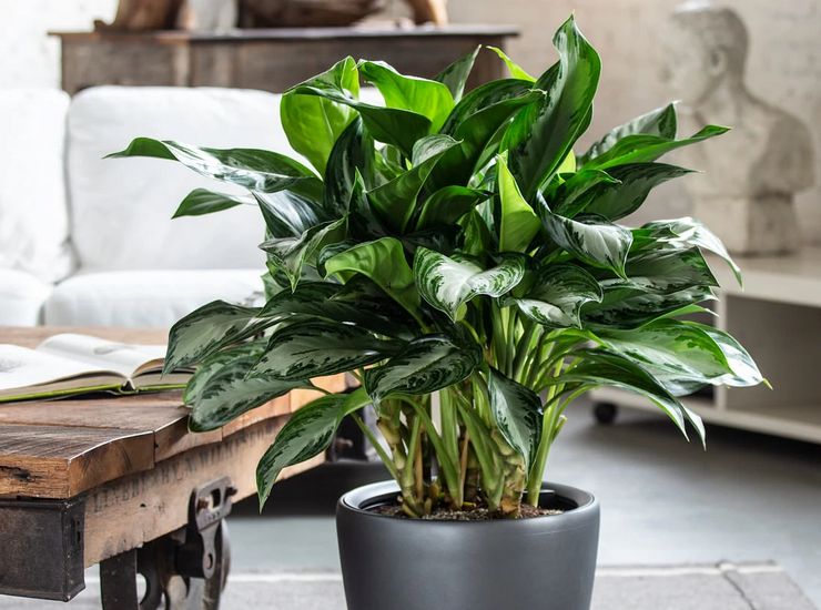 Hemsjukvård för aglaonema