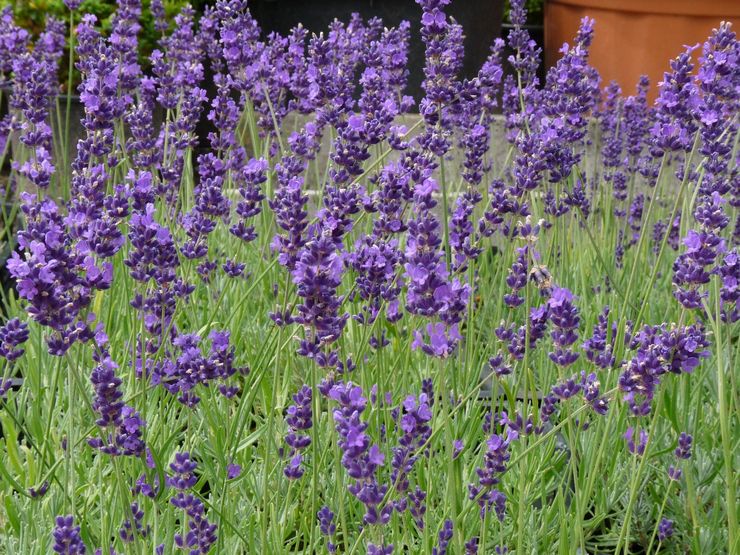 Lavender berdaun sempit