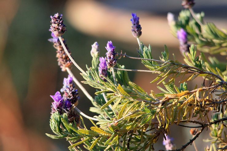 Penyakit dan perosak lavender