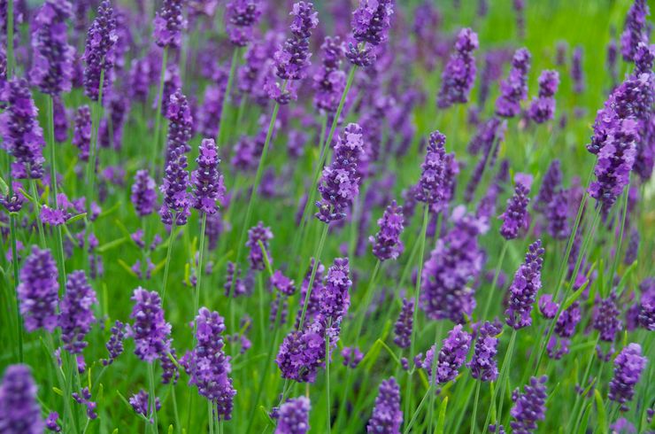 Hybrid lavendel eller holländsk