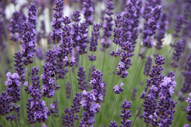 Penerangan mengenai lavender