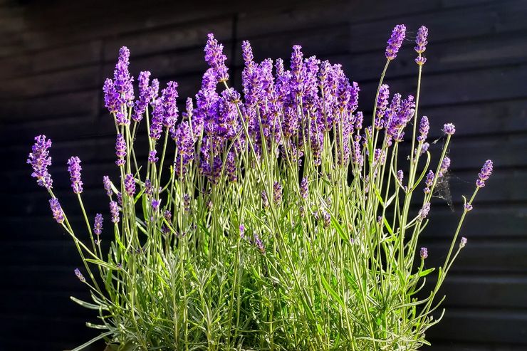 Lavender yang tumbuh di wilayah Moscow