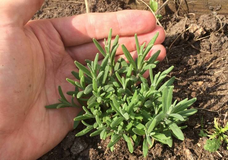 Menanam lavender di luar rumah