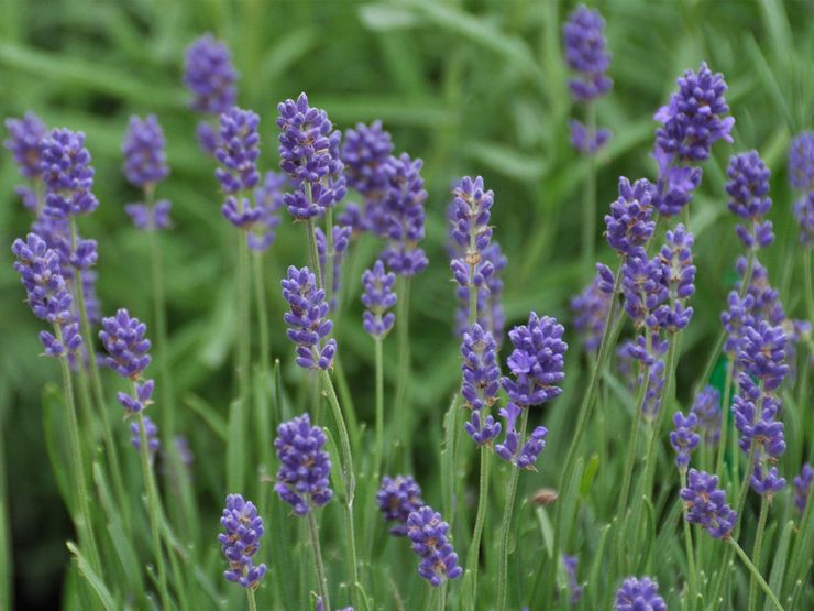 Tumbuhan lavender