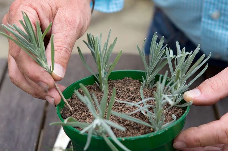 Penyebaran lavender dengan keratan