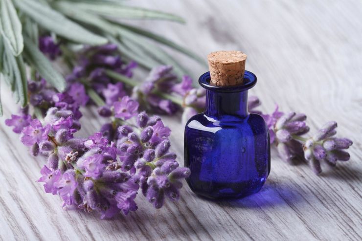 Sifat dan penggunaan lavender