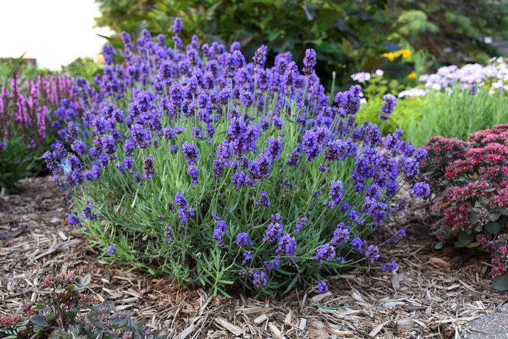 Sköter om lavendel i trädgården