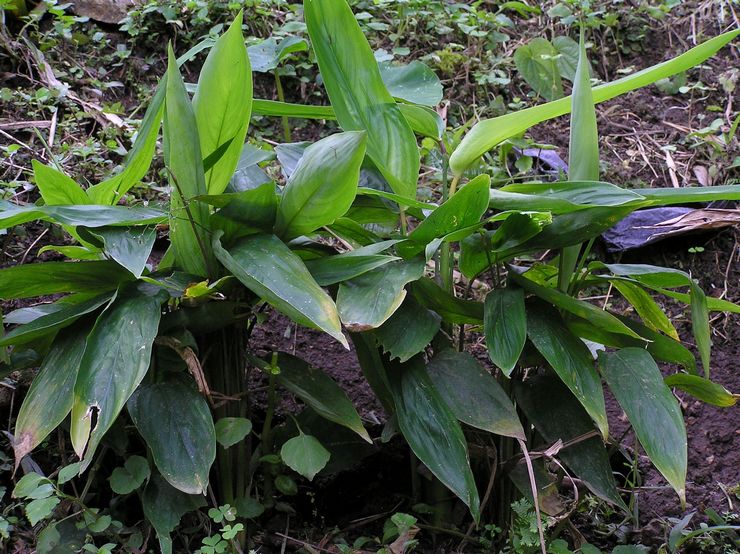 Buluh Arrowroot