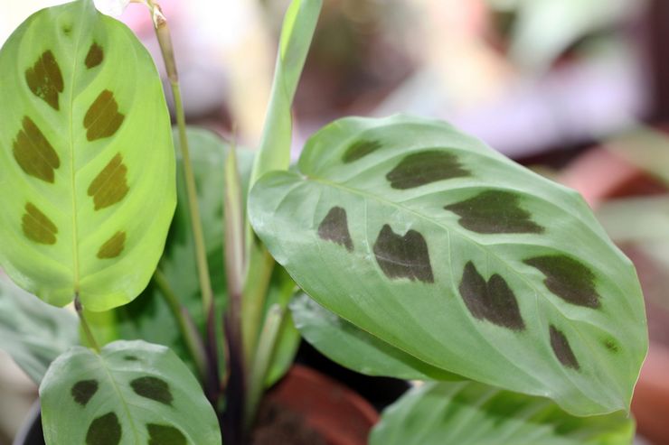 Maranta Kerhovena