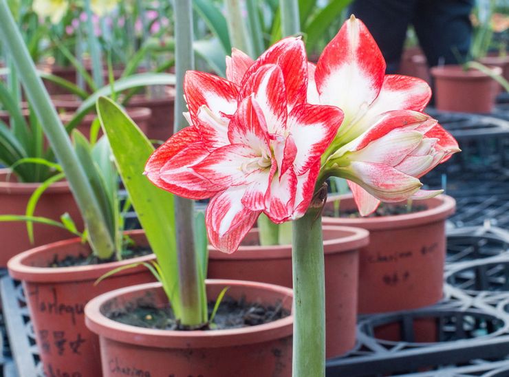 Amaryllis vacker eller belladonna