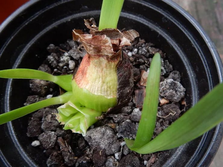 Reproduktion av amaryllis