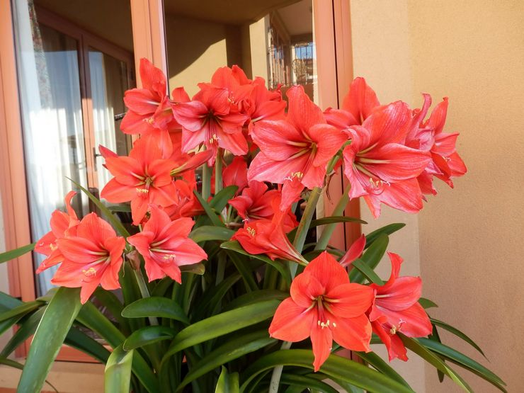 Amaryllis innehåll