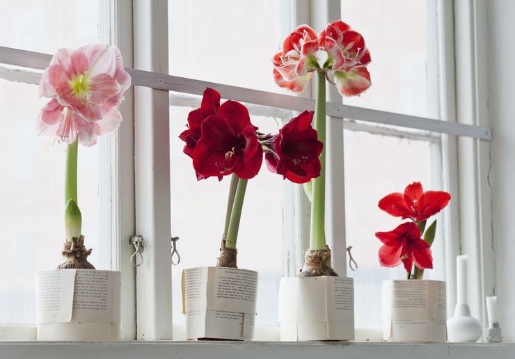 Menjaga amaryllis di rumah