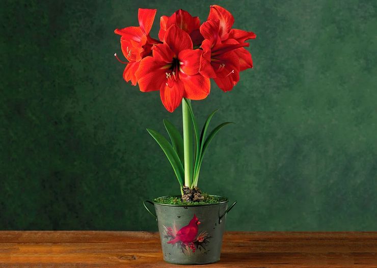 Grundläggande regler för odling av amaryllis