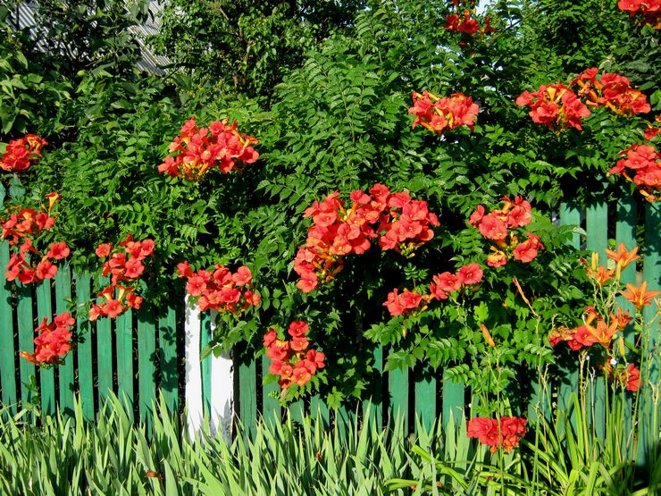 Varför Kampsis inte blommar