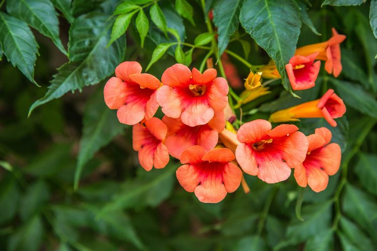 Rooting campsis