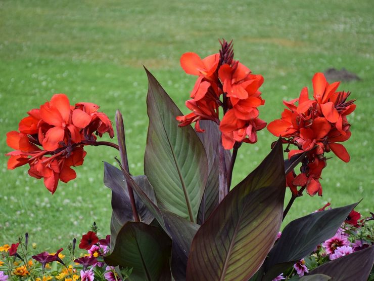 Canna blomma