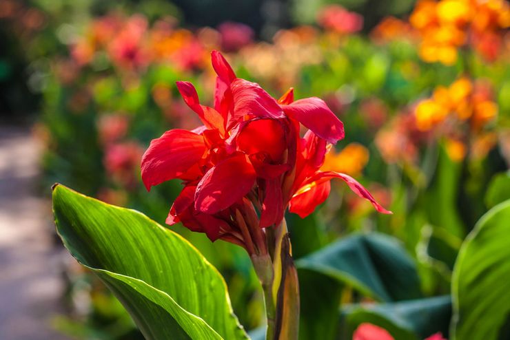 Canna india