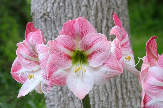 Hippeastrum. Penjagaan dan penanaman. Pemindahan dan pembiakan