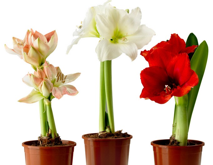 Korrekt vattning av hippeastrum