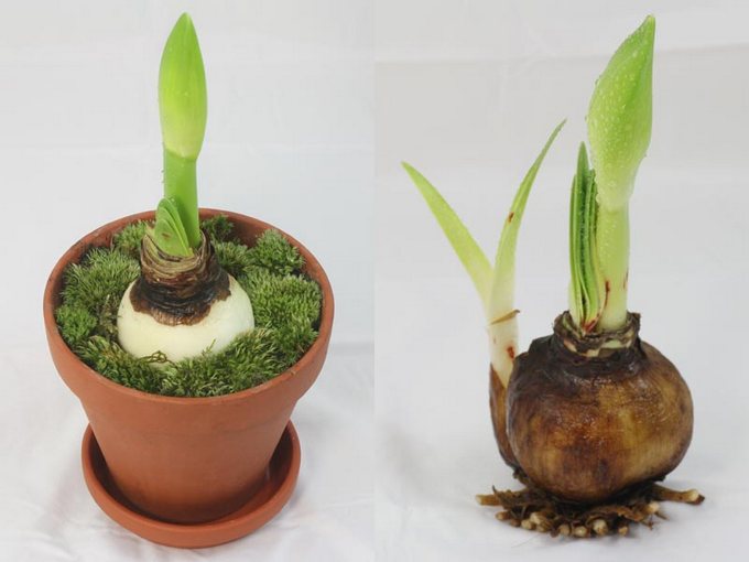 Sejurus selepas akhir pembungaan hippeastrum, perlu memotong bunga layu