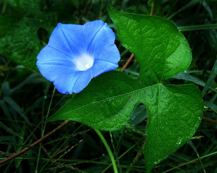 Ipomoea murgröna