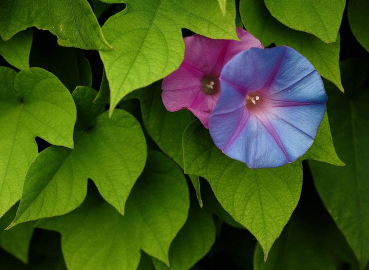 Beskrivning av morning glory