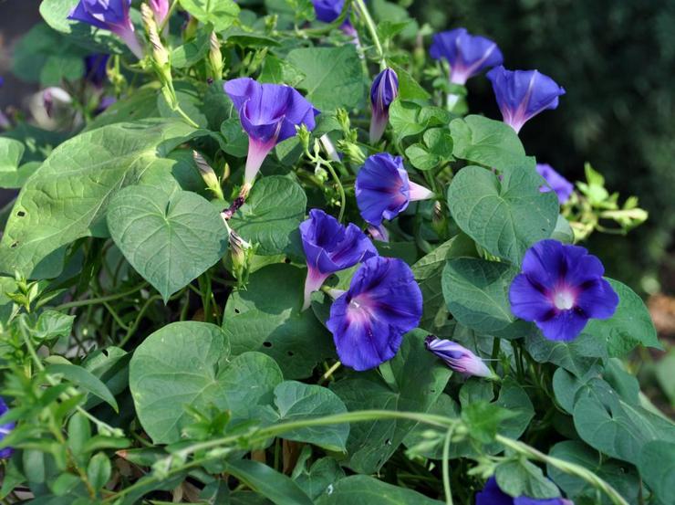 Ipomoea ungu