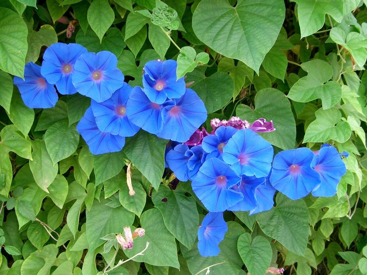 Morning glory plant