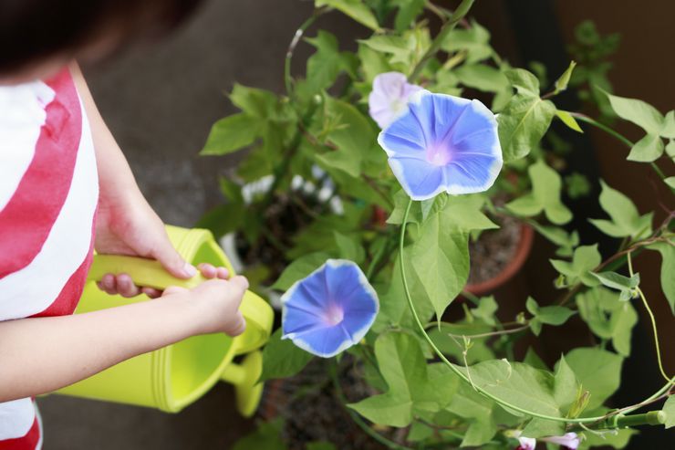 Menjaga kegemilangan pagi di kebun