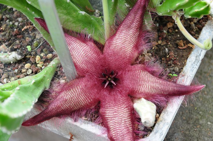 Stjärnformad stapelia