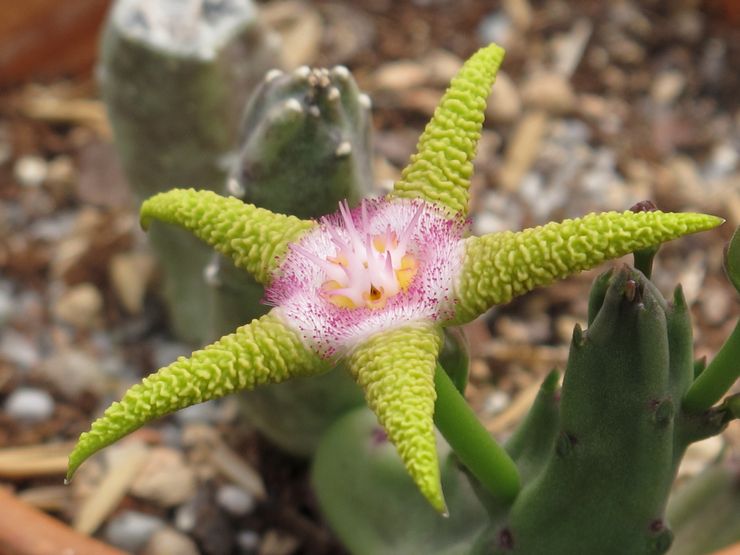 Stapelia berwarna ungu keemasan